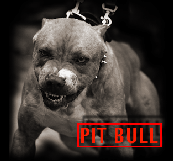 le plus fort des pits ne peut po vincre ce pit